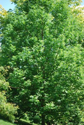 Fraxinus quandrangulata - jasan čtyřhranný - letní habitus (33)